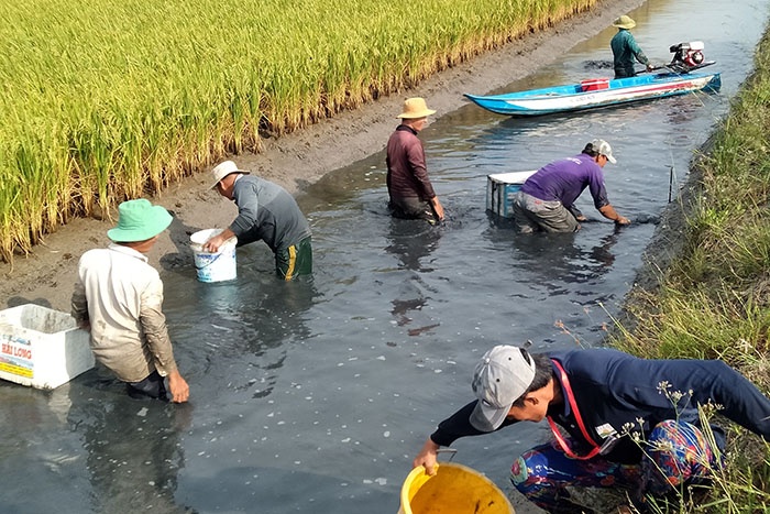 Mô hình nuôi tôm kết hợp.